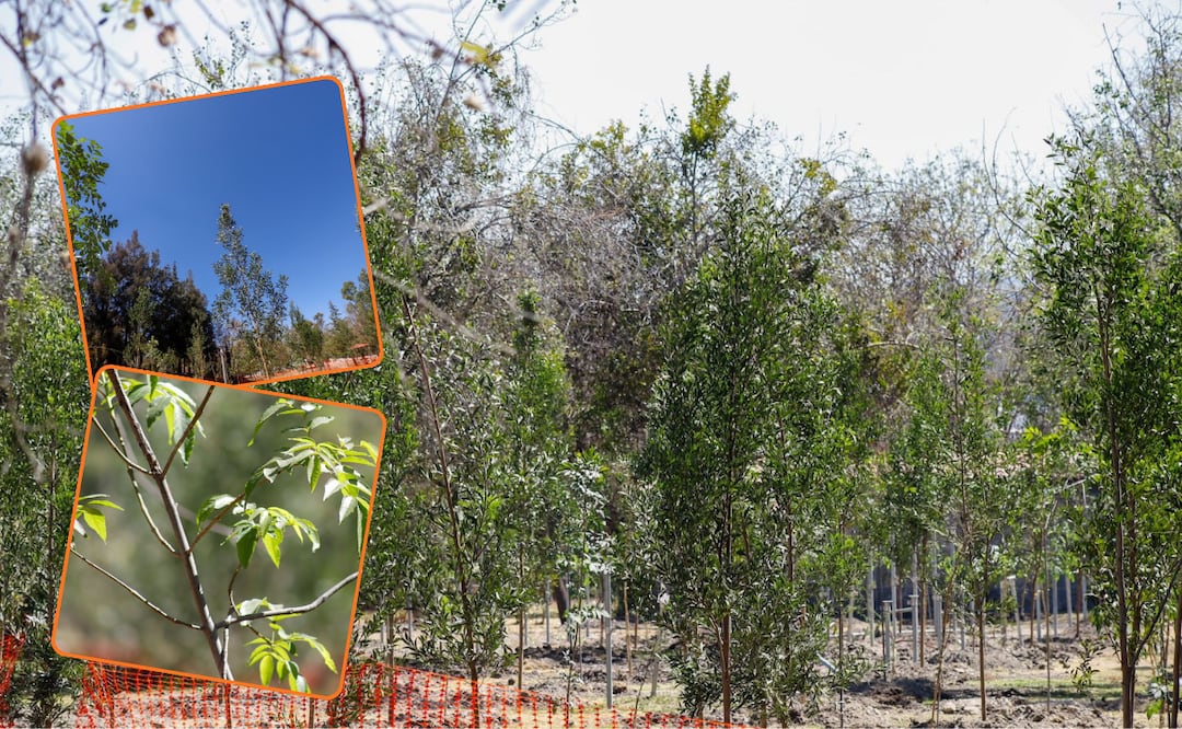 Hay una campaña de desinformación orquestada por grupos de derecha que engaña a la población sobre una falsa tala masiva | Foto: Gobierno del Estado