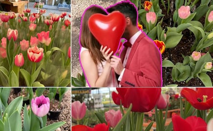 Tulipanes de Puebla para el 14 de febrero: cuánto cuestan y dónde comprarlos