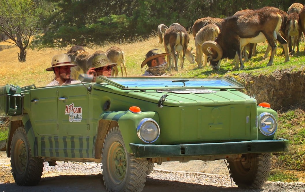 Africam Safari / Foto: @AfricamSafari