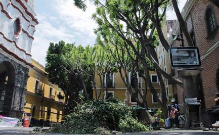Poda de árboles en Plaza de la Democracia