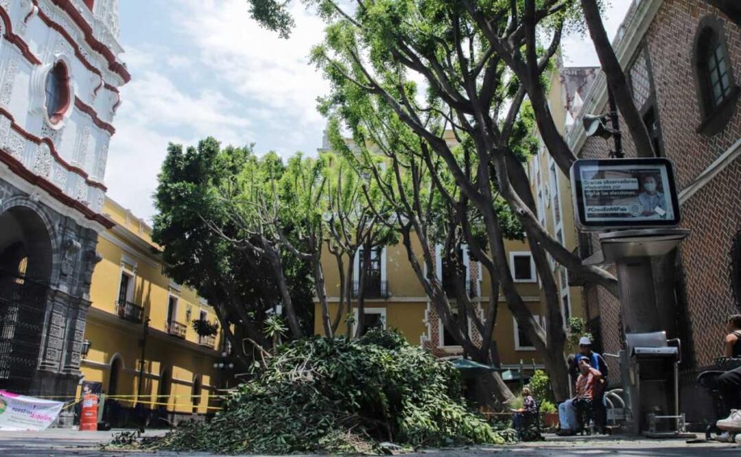 Para mejorar la estética y prevenir accidentes durante la temporada de lluvia, autoridades realizaron mantenimiento a los árboles del parque