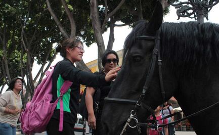 "Bestias peligrosas" y caballos aún son considerados en las reglas de vialidad en Puebla 