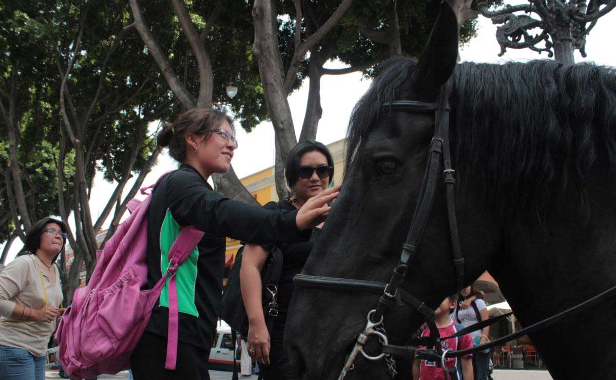 "Bestias peligrosas" y caballos aún son considerados en las reglas de vialidad en Puebla