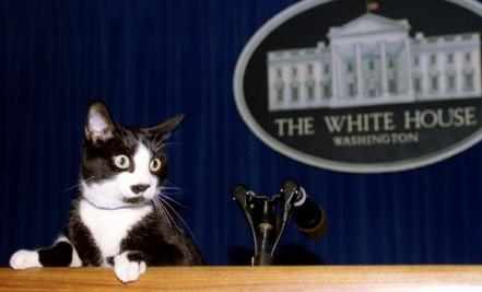 Día Internacional del Gato. ¿Por qué les decimos michis a los gatos?