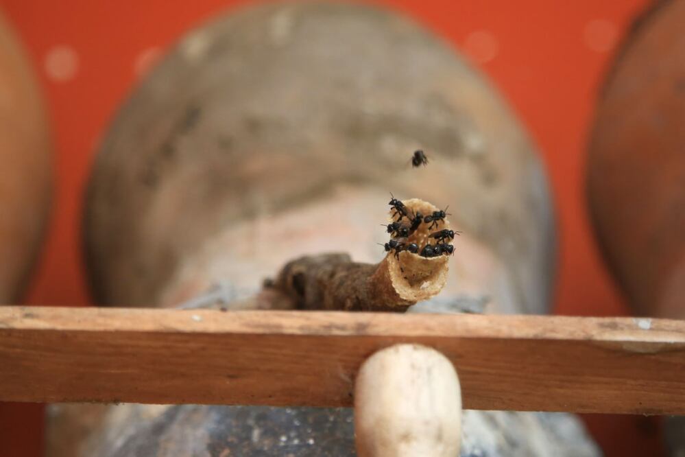Las abejas meliponas son una especie endémica de México y se encuentra amenazada por el cambio climático | Foto: Agencia Es Imagen para El Universal Puebla