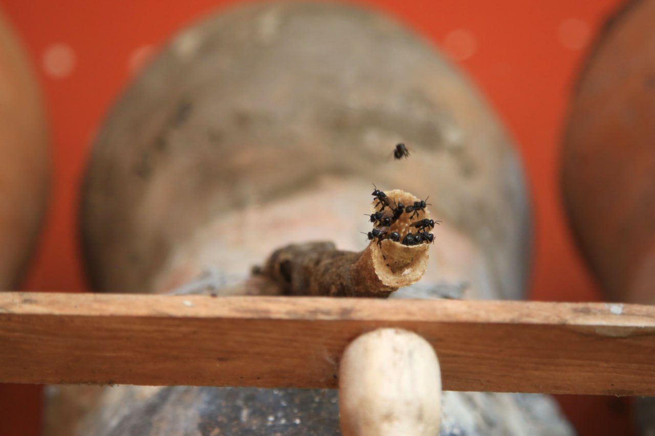 Las abejas meliponas son una especie endémica de México y se encuentra amenazada por el cambio climático | Foto: Agencia Es Imagen para El Universal Puebla