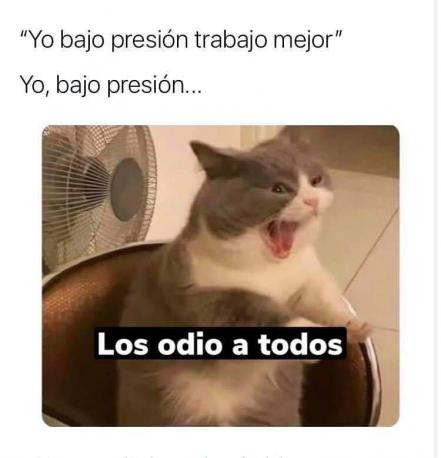 Día Mundial del Gato 2022. No le busques tres memes al gato, sabiendo que tiene cuatro