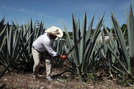 Puebla también tiene su Ruta del Mezcal, conócela