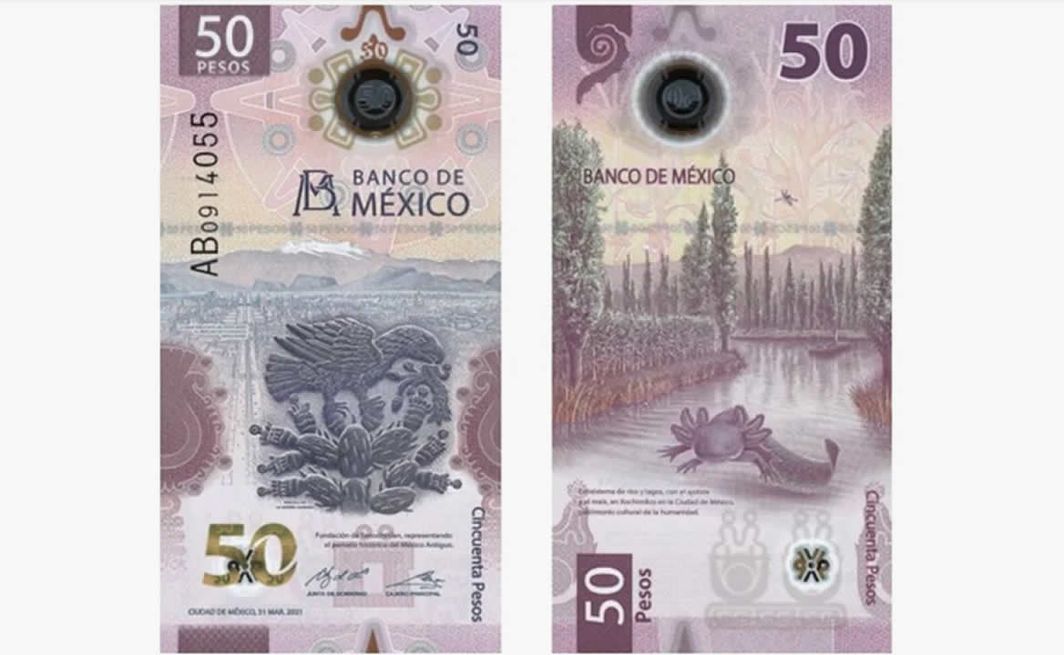 El nuevo billete de 50 pesos tiene en su reverso al ajolote mexicano. Foto: Demian Magallán