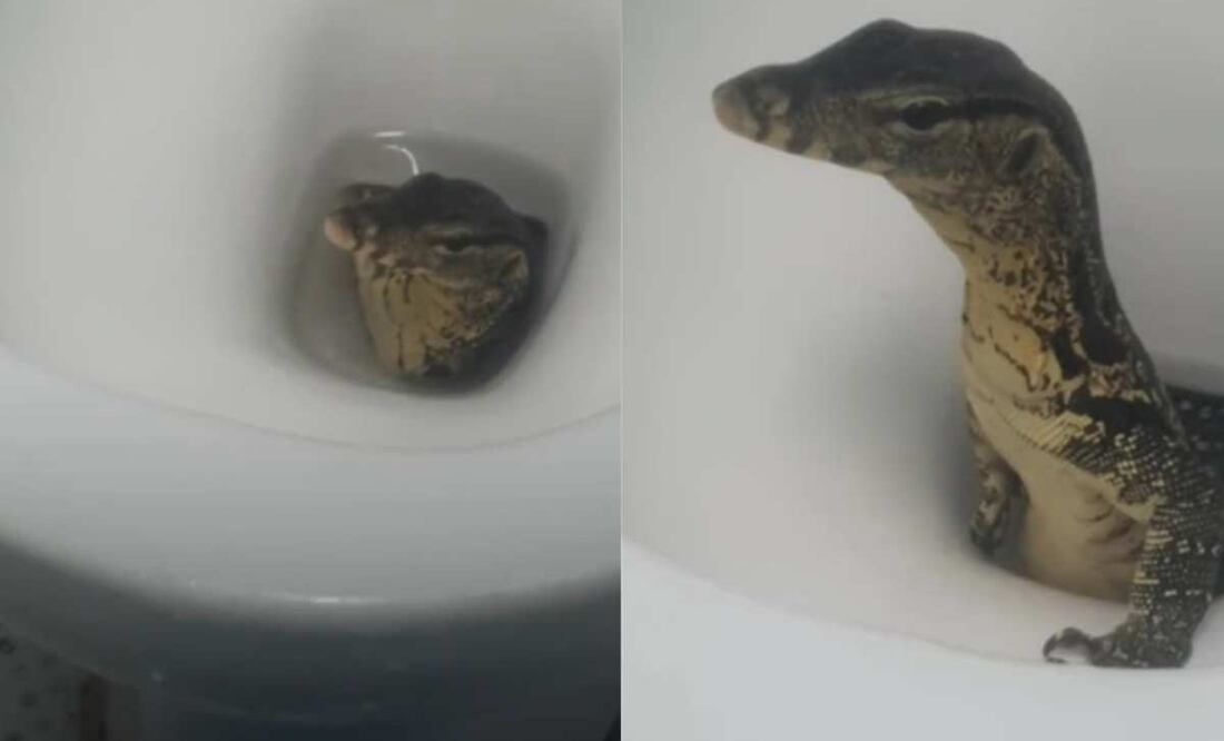 Viral: turistas graban a lagarto saliendo de su inodoro en hotel
