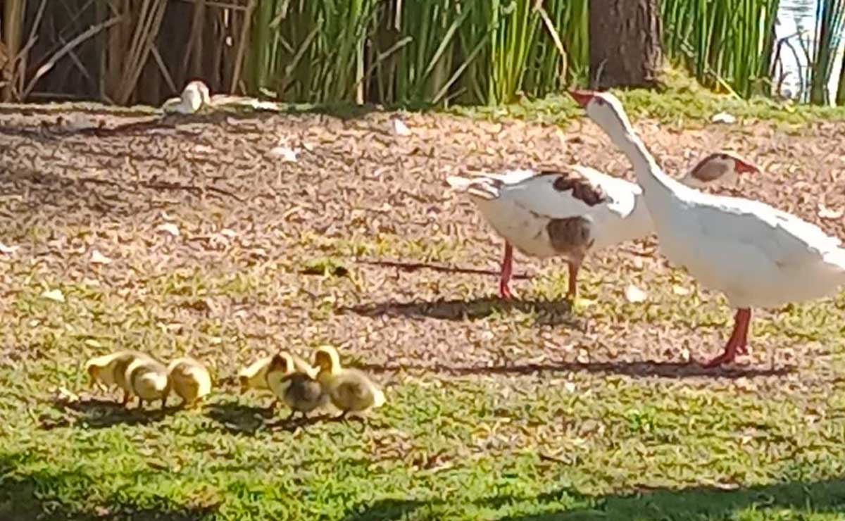 NACEN PATITOS EN JARDÍN DEL ARTE