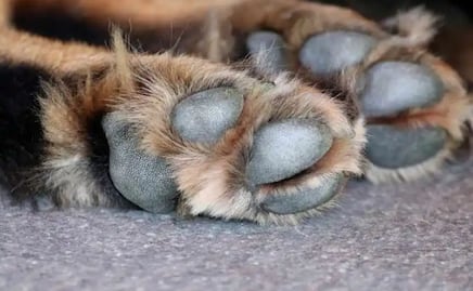 Indigna en redes adolescente de Huauchinango que mató a un perro y lo presumió en WhatsApp