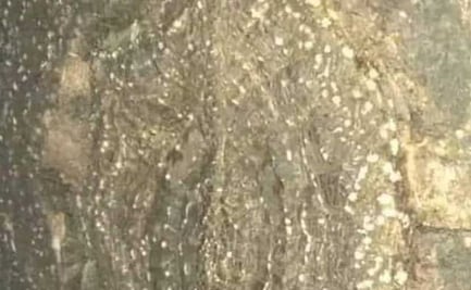 Se aparece la Virgen de Guadalupe en un árbol, señalan pobladores de  Zautla