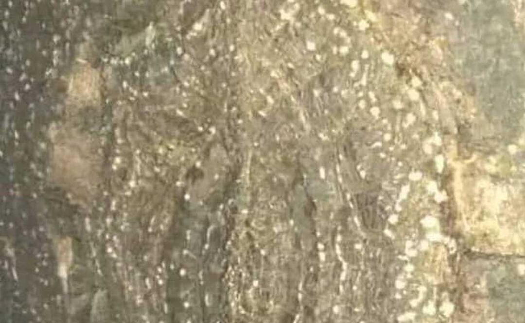 Vecinos de Xopanaco aseguran que la Virgen apareció en este árbol | Foto: Especial