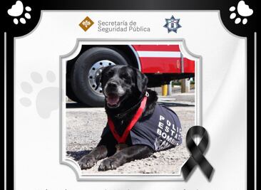 Murió Dana, perrita rescatista que pasó muchos años en los bomberos de Puebla