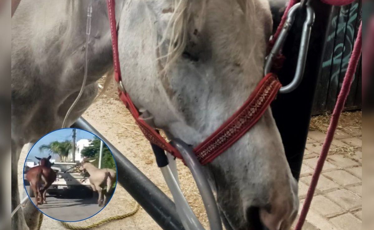 Denuncian maltrato a caballos en San Andrés Cholula