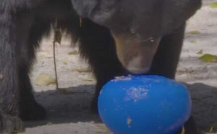 Con cubos de hielo, leche y yogurt se refrescan animales en Africam Safari