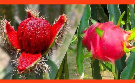 Feria de Pitaya y Pitahaya 2022 en la Mixteca