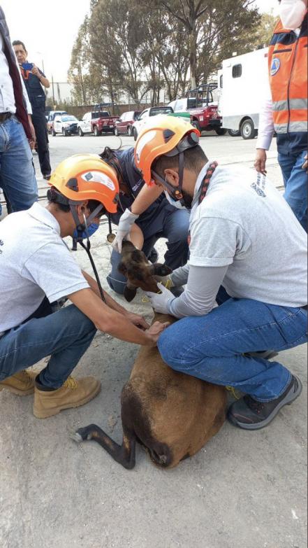 "Esponjoso” uno de los sobrevivientes de la explosión de Xochimehuacán