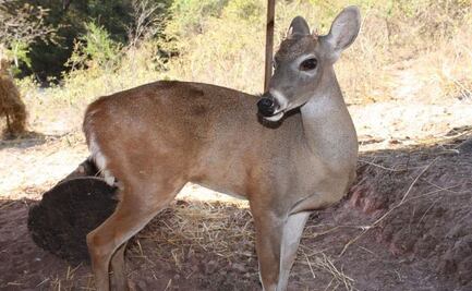 Venados de cola blanca son asesinados por cazadores en Jolalpan