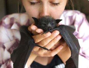 Así celebrarán los poblanos la conservación de los murciélagos