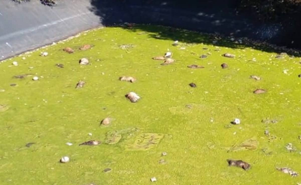 Más de 100 perros muertos fueron encontrados en el interior de la laguna de lixiviados del relleno sanitario de Amecameca