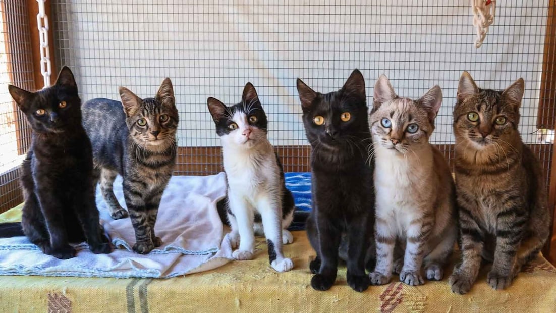 Foto: Syros Cats