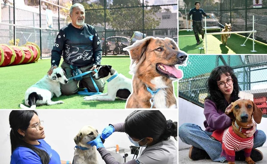 BUAP rescató a perritos abandonados o maltratados y ahora brindan apoyo emocional a estudiantes