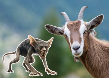 VIDEO Graban imágenes de chupacabras en Tlacotepec de Benito Juárez