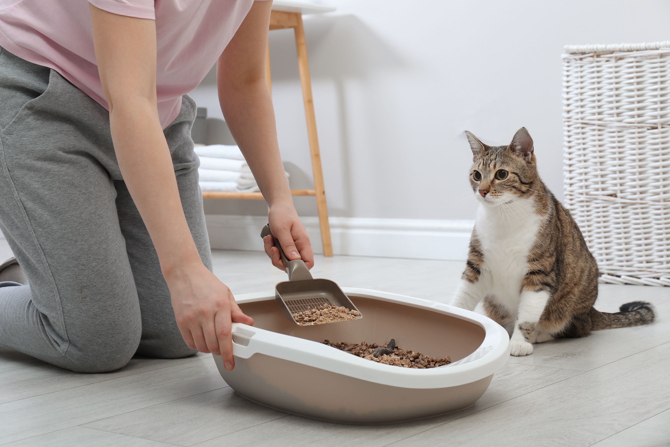 Es fundamental subrayar la relevancia de mantener el arenero de tu gato en condiciones óptimas de limpieza. Para comenzar, se recomienda llenar el arenero con al menos cinco o seis centímetros de arena o piedritas, lo que proporciona suficiente material para que el gato pueda cavar y cubrir sus necesidades. 

Foto: Producción El Universal Puebla