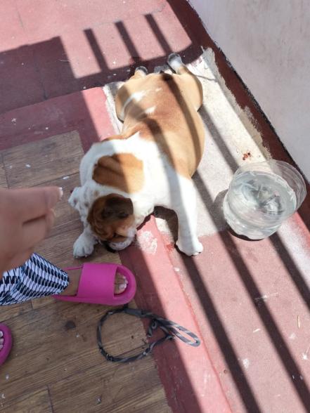 Perrito muere ahorcado en Lomas de Angelópolis, responsabilizan a supuestos integrantes de La Factoría