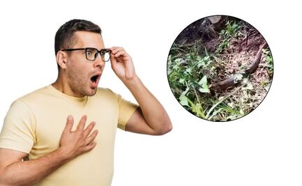 VIDEO Así reaccionó la gente al ver una gigante boa constrictor en una reserva ecológica de Puebla