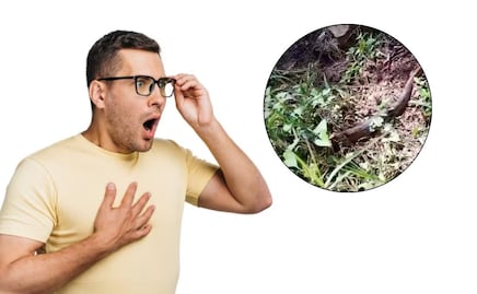 VIDEO Así reaccionó la gente al ver una gigante boa constrictor en una reserva ecológica de Puebla