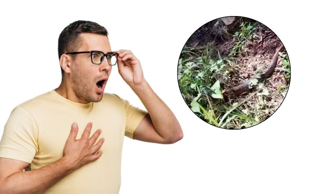 Una boa constrictor de 2.5 metros fue avistada en Tlatlauquitepec | Foto: Freepik / Captura de Video Facebook La Ruleta