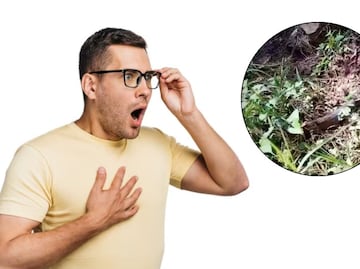 VIDEO Así reaccionó la gente al ver una gigante boa constrictor en una reserva ecológica de Puebla