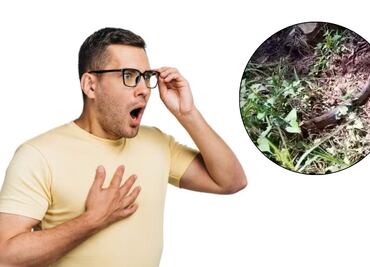 VIDEO Así reaccionó la gente al ver una gigante boa constrictor en una reserva ecológica de Puebla