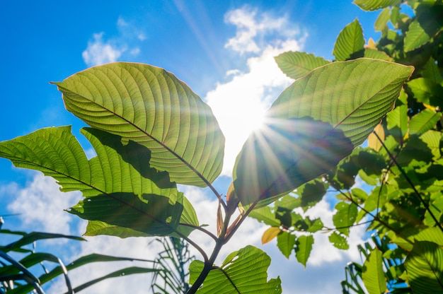 Prepara tu jardín para recibir la primavera con estas plantas resistentes al sol. Fuente: Freepik.