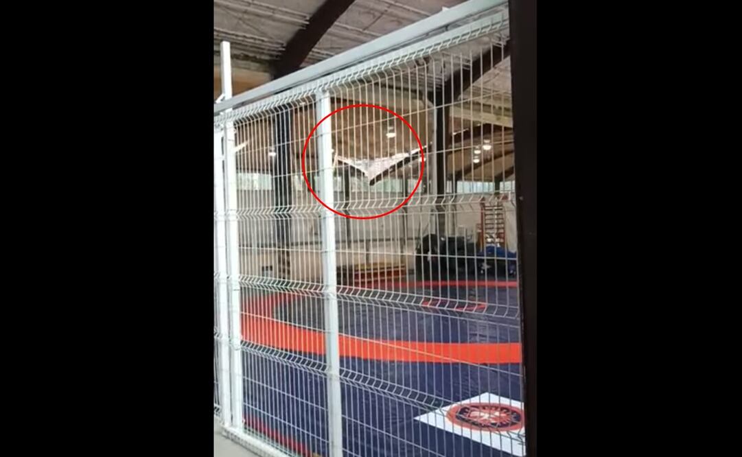 Video. "¡Se está cayendo esto!", captan desplome de domo en gimnasio del IPN en Zacatenco