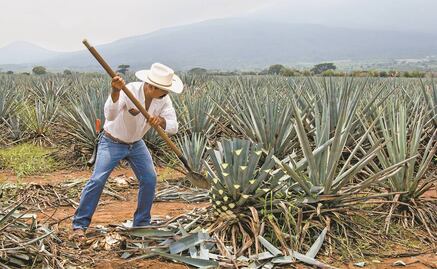 Auge del tequila estimula siembra de agave: GCMA