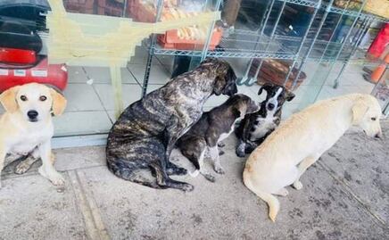 Familia perruna que se formaba diario por el pan, desaparece y moviliza a vecinos  