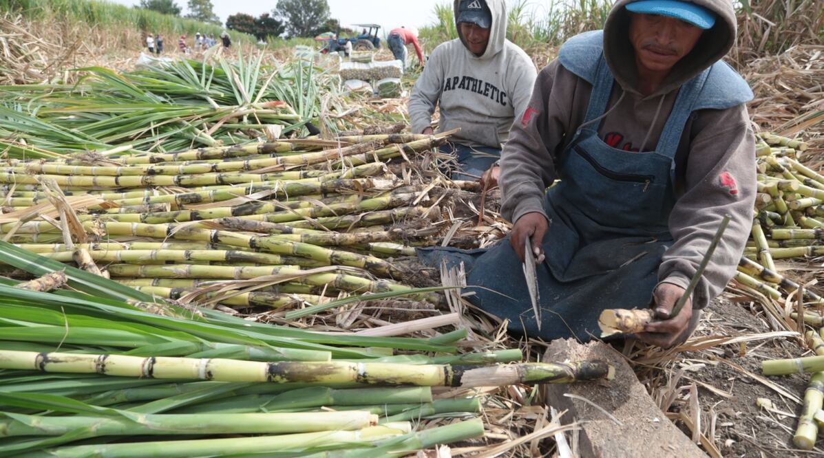 Municipios cañeros de Puebla presenta sequía | ES IMAGEN