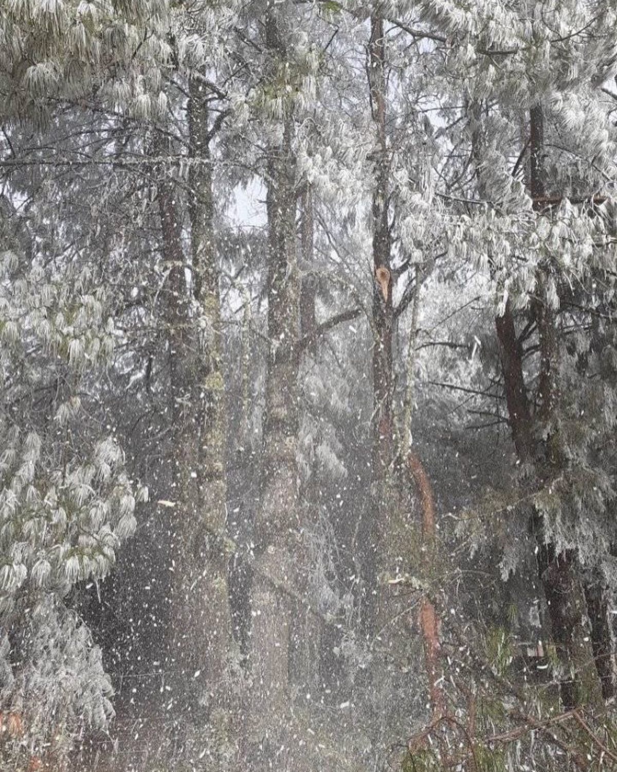 En 2020, los campos y techos de Zactalán amanecieron completamente blancos debido a temperaturas que llegaron a los -2 °C. Foto Facebook Hola Zacatlán