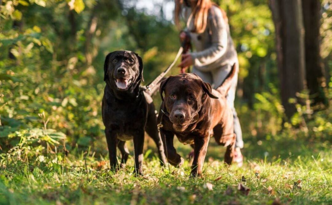 El fascinante descubrimiento de los perros. Fuente: Freepik.