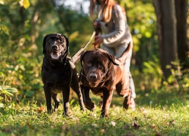 El nuevo superpoder de los perros que acaba de descubrir la ciencia