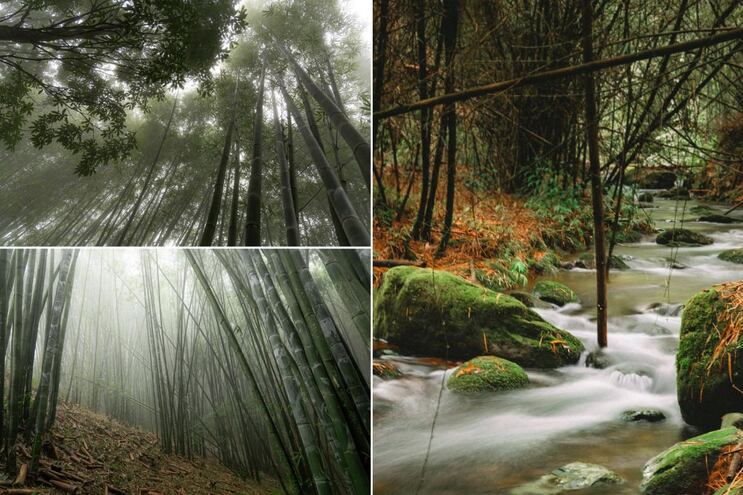 Este bosque de Puebla cambia por completo cuando llega la niebla