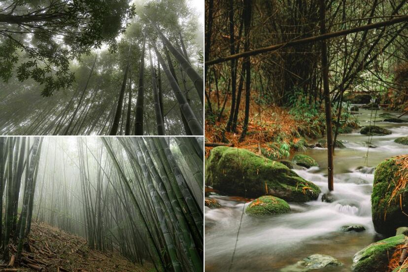 Este bosque de Puebla cambia por completo cuando llega la niebla
