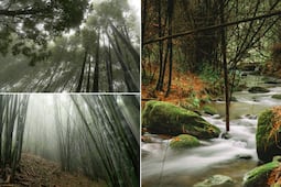 Este bosque de Puebla cambia por completo cuando llega la niebla