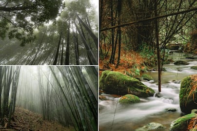 Este bosque de Puebla cambia por completo cuando llega la niebla