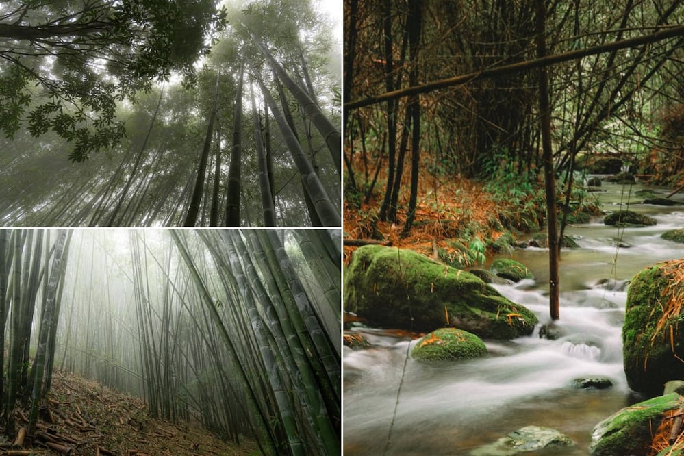 La neblina transforma por completo el paisaje del bosque de bambú de Puebla | Foto: Belen Kemchs / Andrea Román Ph