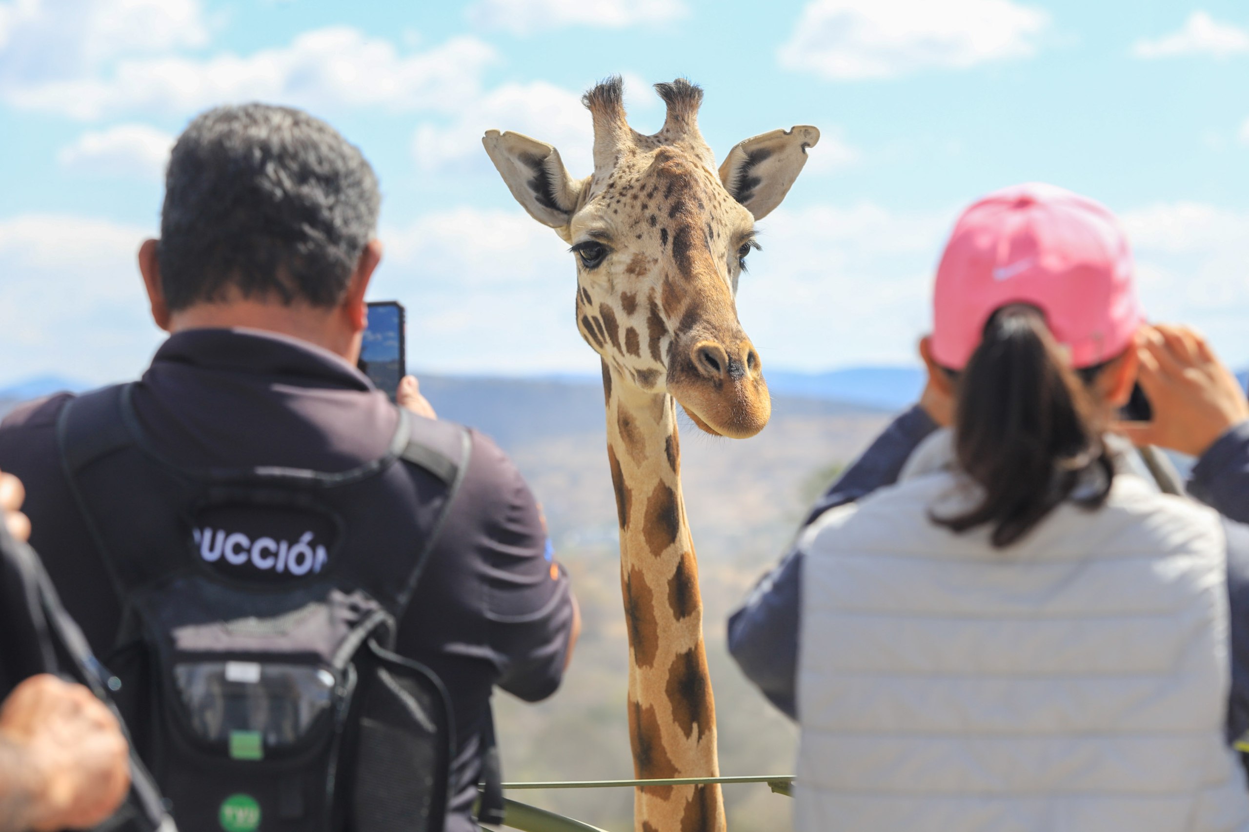 Benito es tan famoso que varias agencias de viajes planean visitas a Africam Safari | EsImagen